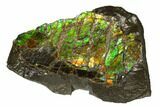 Iridescent Ammolite (Fossil Ammonite Shell) - Alberta, Canada #175212-1